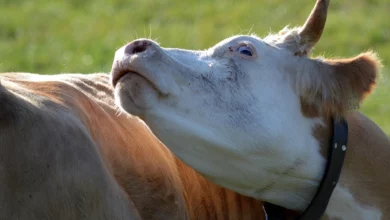 سويسرا تسجل إصابة بجنون البقر
