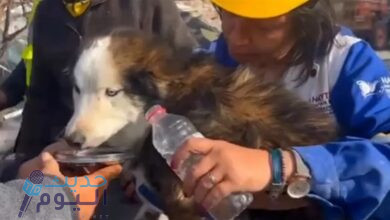 انقاذ كلب من تحت الأنقاض في تركيا