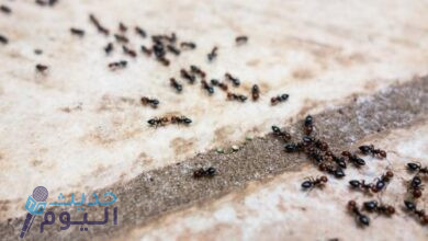 مواد للتخلص من النمل في المنزل
