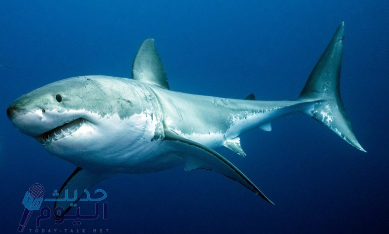 أسماك القرش موجودة في المياه السورية .. ما علاقة الزلزال بظهورها ؟