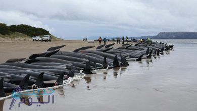 نفوق عشرات الحيتان على شاطئ في اسكتلندا لأسباب غامضة وغريبة