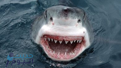دراسة أميركية صادمة : أسماك القرش تتعاطى المخدرات !