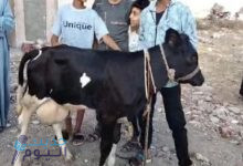 البقرة المعجزة تثير الجدل في مصر .. ما قصتها ؟