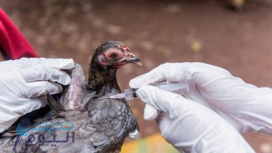 ثورة طبية توقف انتشار انفلونزا الطيور وتقلل مخاطره على الإنسان