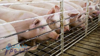 ما حقيقة ظهور سلالات من انفلونزا الخنازير في مصر ؟